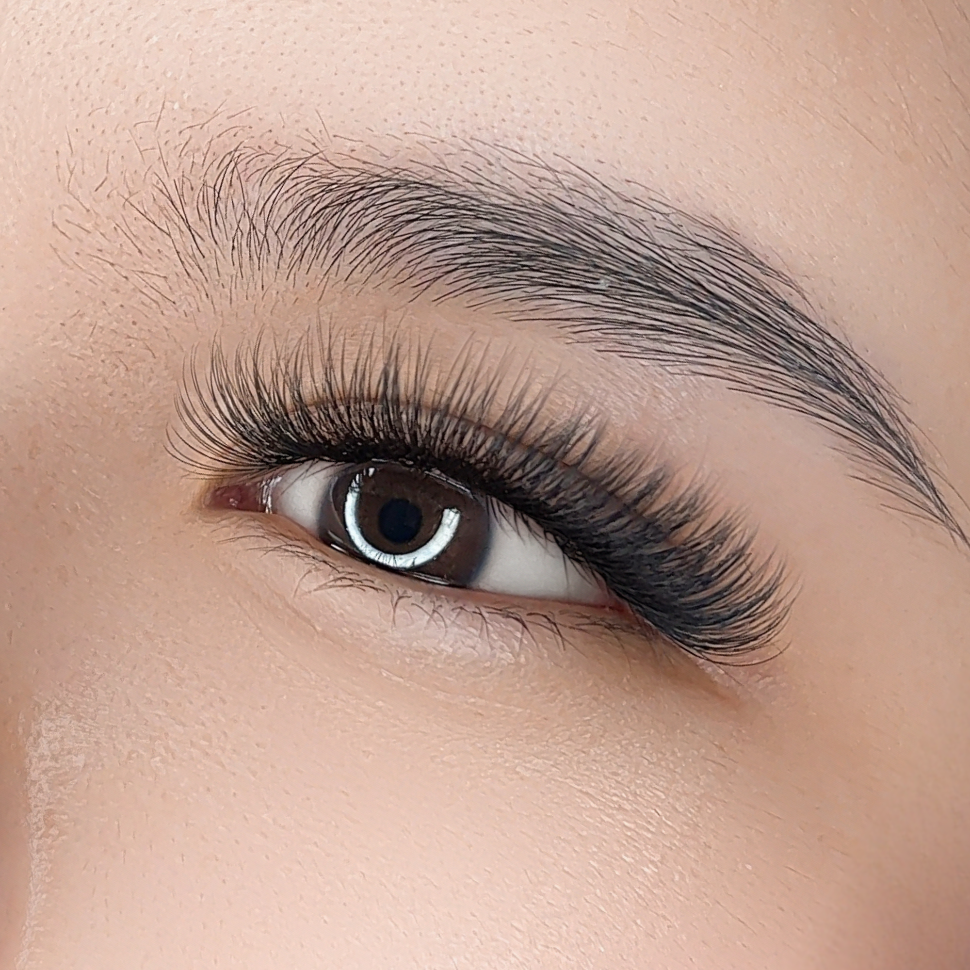 Camellia 7D XL ProMade Fans - 0.05 - Paris Lash Academy