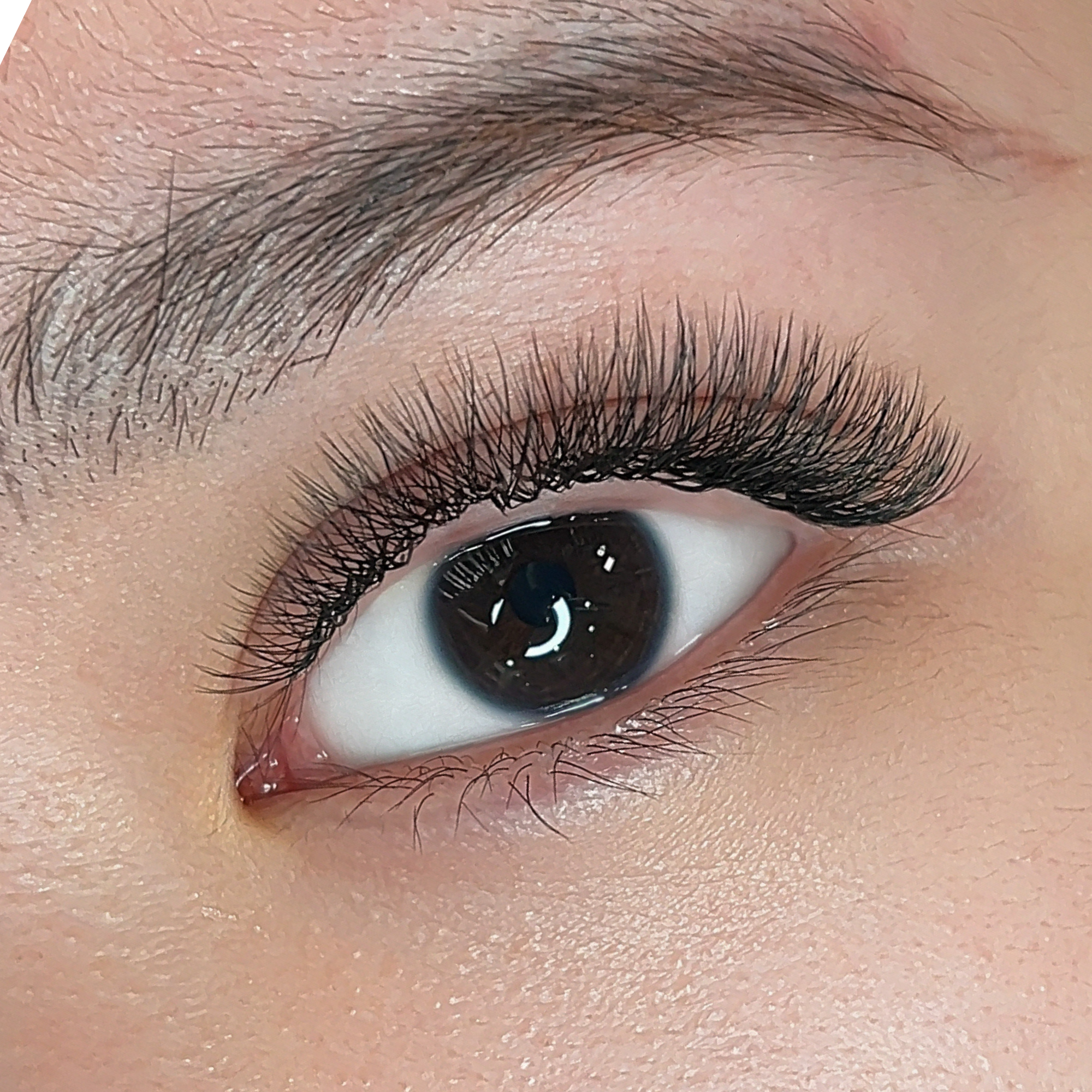 W 0.07 Lash Tray