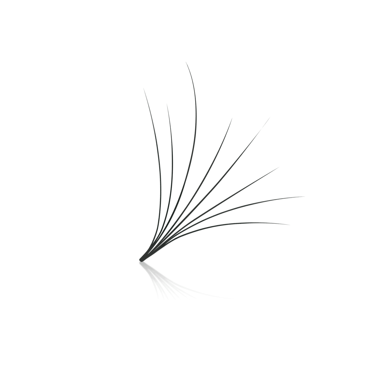 Camellia 8D ProMade Fans - 0.05 - Paris Lash Academy